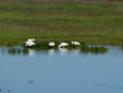 Platalea leucorodia