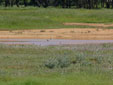 Pluvialis squatarola