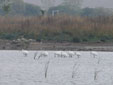 Platalea leucorodia