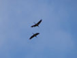 Grus grus