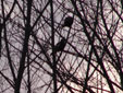 Milvus milvus