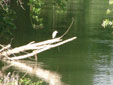 Bubulcus ibis