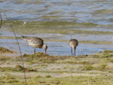 Limosa lapponica