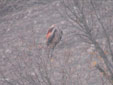 Milvus milvus