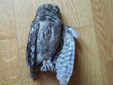 Otus scops