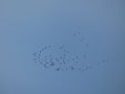 Grus grus