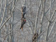 Milvus milvus