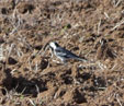 Motacilla a. yarrellii