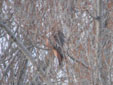 Milvus milvus