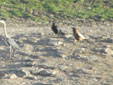 Corvus corax