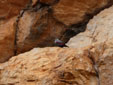 Tichodroma muraria
