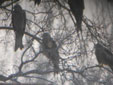 Milvus milvus