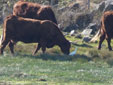 Bubulcus ibis