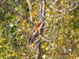 Milvus milvus