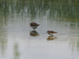 Calidris temminckii