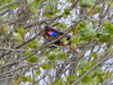 Milvus milvus
