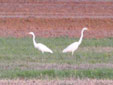 Egretta alba