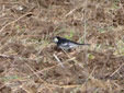 Motacilla alba yarrellii