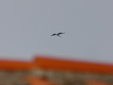 Ciconia nigra
