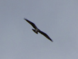 Pandion haliaetus