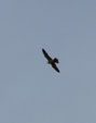 Pandion haliaetus