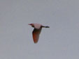 Bubulcus ibis