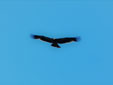 Aquila adalberti