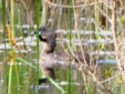 Podilymbus podiceps