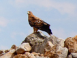 Aquila adalberti