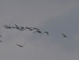 Platalea leucorodia