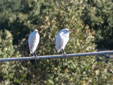 Bubulcus ibis