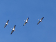 Grus grus