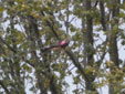 Milvus migrans
