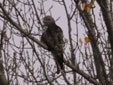 Milvus milvus