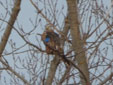 Milvus milvus