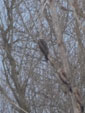 Milvus migrans