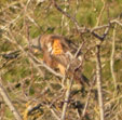 Milvus milvus