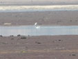 Larus melacocehalus