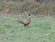 Phasianus colchicus