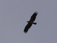 Aquila adalberti