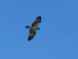 Pandion haliaetus