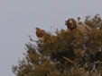 Aquila adalberti