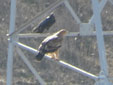 Aquila adalberti