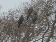Milvus migrans