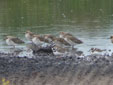 Calidris pugnax