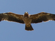 Aquila adalberti