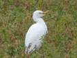 Bubulcus ibis