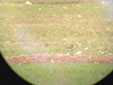 Numenius phaeopus