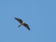 Falco eleonorae
