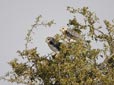 Elanus caeruleus